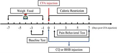 Caloric Restriction Alleviates CFA-Induced Inflammatory Pain via Elevating β-Hydroxybutyric Acid Expression and Restoring Autophagic Flux in the Spinal Cord